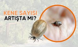 Kene Sayısı Artışta Mı?