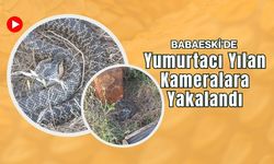 Babaeski’de Yumurtacı Yılan Kameralara Yakalandı