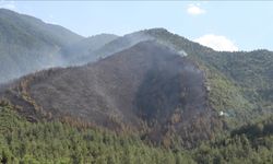 Mangal, Her Yıl Yüzlerce Hektar Ormanı Kül Ediyor!