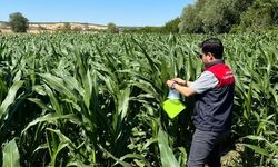 Vize’de Zararlılara Karşı Feromon Tuzağı