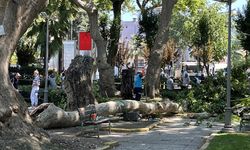 Çınar Ağacından Kopan Dal Sonucu Öldü! İşte Görüntüler