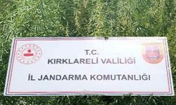 Kırklareli’nde 102 Bin Kök Kenevir Ele Geçirildi