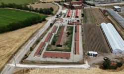 LÜLEBURGAZ; Hayvanlar İçin Yaşam Alanları Büyütülüyor