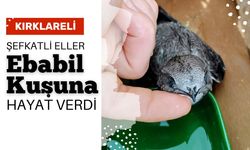 Kırklareli; Şefkatli Eller Ebabil Kuşuna Hayat Verdi