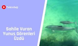 Tekirdağ: Sahile Vuran Yunus Görenleri Üzdü