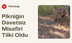 Tekirdağ: Pikniğin Davetsiz Misafiri Tilki Oldu