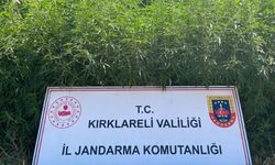 Kırklareli’nde 754 Bin 84 Kök Hint Keneviri Ele Geçirildi