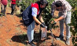 Kırklareli’nde Üzüm Bağları Kontrol Edildi