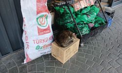 Kırklareli: Esnafın, Haylaz Yardımcısı