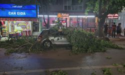 Edirne'de Araçların Üzerine Ağaç Devrildi