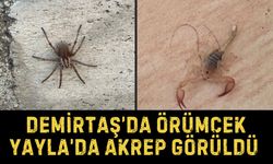 Demirtaş’da Örümcek, Yayla’da Akrep Görüldü