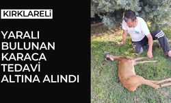 Kırklareli'nde Yaralı Bulunan Karaca Tedavi Altına Alındı