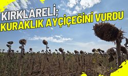 KIRKLARELİ; Kuraklık Ayçiçeğini Vurdu