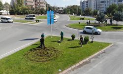 Edirne Yeşilleniyor