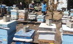 Meşe Balı Üretim Sahalarında Denetim Yapıldı