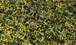 Büyükşehirden Zeytin Üreticilerine Malzeme Desteği