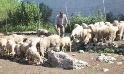 Şehir Hayatından Köyüne Döndü, Devlet Desteğiyle Sürü Sahibi Oldu