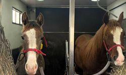 Kırklareli'nde Canlı Hayvan Nakilleri Denetlendi