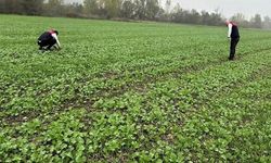 Babaeski’de Fenolojik Gözlemler Yapıldı