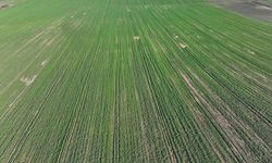 Son Dönemdeki Yağışlar Kanola Üreticisini Sevindirdi