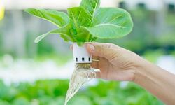 Halk Eğitim Merkezinden Topraksız Tarım Kursu