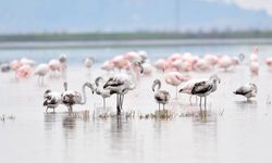 “Gala Gölü’nü savunmak, Enez’i, Trakya’yı, Türkiye’yi Savunmaktır”