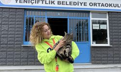 Tekirdağ: Pelin Öğretmen 11 Yıldır Sahipsiz Kedilere Annelik Yapıyor