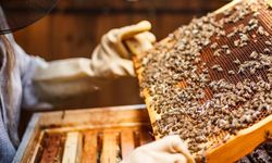 Arıcılık Desteklemesi Başvuruları Başladı!