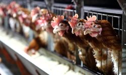Kümes Hayvancılığı Üretim İstatistikleri Açıklandı