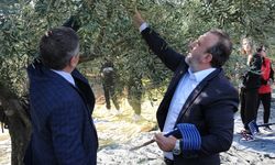 Şarköy’de Zeytin Hasadı Yapıldı