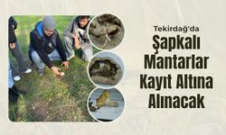 Tekirdağ'da Şapkalı Mantarlar Kayıt Altına Alınacak