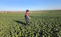 Hububat Alanları Kontrol Edildi