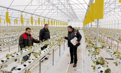 Kırklareli’nde Topraksız Çilek Üretimi Yapan İşletmeye Ziyaret