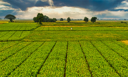 Üreticilere Yaklaşık 2,2 Milyar Liralık Destek