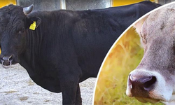 Halk Elinde Islah Projeleri"ne Toplam 2,7 Milyar Lira Destek Sağlandı