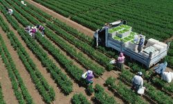 Bitkisel Üretim İstatistikleri Açıklandı