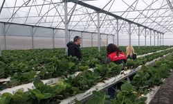 Kırklareli; Sera Alanlarındaki Zararlılar Tespit Edildi