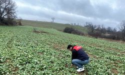 Kırklareli; Tarım Arazilerinde Fenolojik Gözlemler Sürüyor