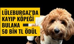 Lüleburgaz’da Kayıp Köpeği Bulana 50 Bin TL Ödül