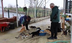 Doktor Önerisiyle Başlayan Kedi Sevgisi 40 Kedilik Yuvaya Dönüştü