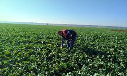 Fenolojik Gözlemler Sahada Devam Ediyor