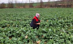 Babaeski’de Fenolojik Gözlemler Sürüyor