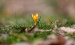 Kırklareli'nde Bahar Renkleri Istranca Ormanlarını Süsledi