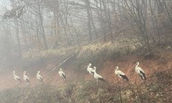 Yüzlerce Leylek Demirköy Yoluna Zorunlu İniş Yaptı