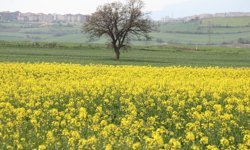 "Sarı Gelin" Tarlaları Renklendirdi
