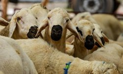 Kurban Vekalet Ücretleri Belli Oldu