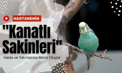 Hastanenin "Kanatlı Sakinleri" Hasta ve Yakınlarına Moral Oluyor