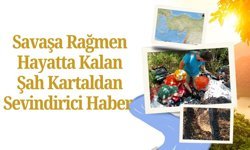 Savaşa Rağmen Hayatta Kalan Şah Kartaldan Sevindirici Haber