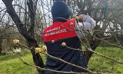 Kırklareli’nde Kahverengi Kokarca Zararlısı İle Mücadele Sürüyor