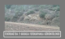 Tekirdağ'da 2 Karaca Fotokapanla Görüntülendi